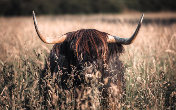 обоя животные, коровы,  буйволы, бык, рога, луг, трава