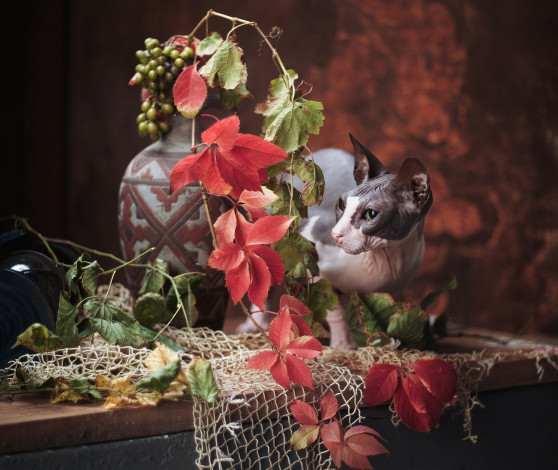 Обои картинки фото животные, коты, кот, кошка