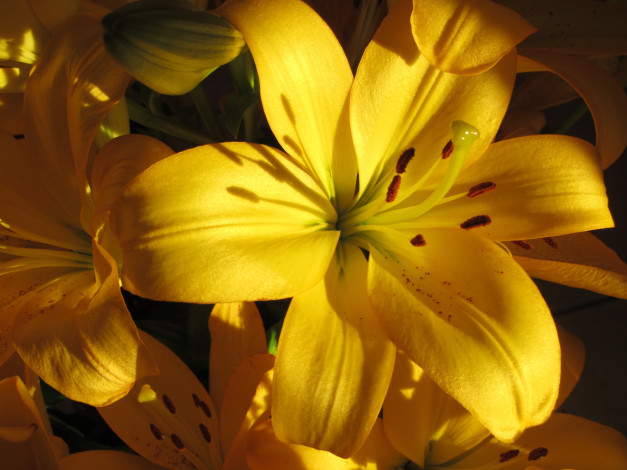 Обои картинки фото цветы, лилии,  лилейники