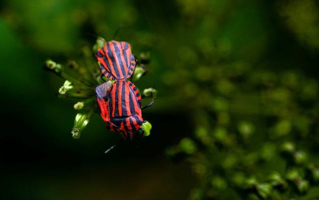 Обои картинки фото щитник линейчатый, животные, насекомые, жуки, пара, весна, зелень