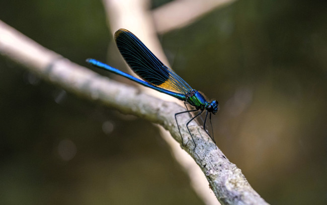 Обои картинки фото животные, стрекозы, стрекоза, ветка