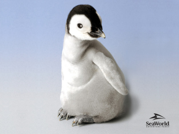 Обои картинки фото животные, пингвины