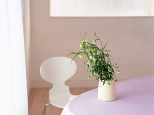 Картинка цветы луговые полевые