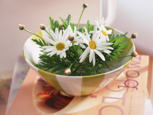 Картинка цветы ромашки