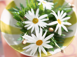 Картинка цветы ромашки