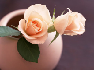 Картинка цветы розы