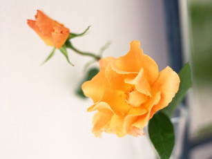 Картинка цветы розы