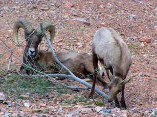 Картинка козлы животные козы