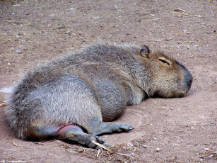 Картинка нечто лохматое милое животные капибары