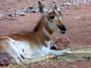 Картинка рогатые бодрствуют животные антилопы