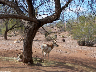 Картинка рогатые под деревом животные антилопы