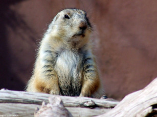 обоя суслик, животные, суслики, сурки