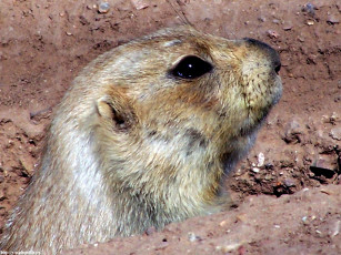 Картинка суслик животные суслики сурки