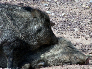 обоя свинячьи, нежности, животные, свиньи, кабаны