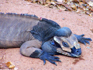 Картинка варан линяет прямом смысле животные Ящерицы игуаны вараны