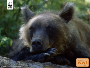 Картинка животные медведи