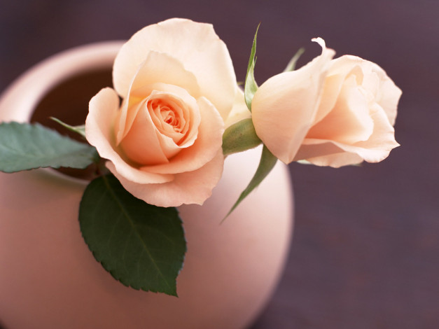 Обои картинки фото цветы, розы