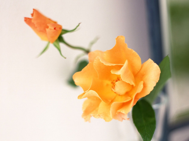 Обои картинки фото цветы, розы