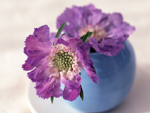 Обои картинки фото цветы, скабиоза