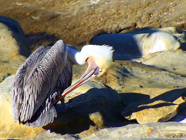 Обои картинки фото пеликан, животные, пеликаны