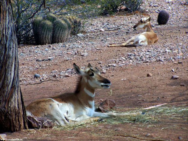 Обои картинки фото рогатые, не, дремлют, животные, антилопы