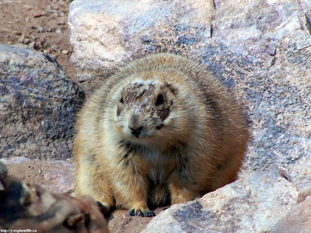 Обои картинки фото суслик, животные, суслики, сурки