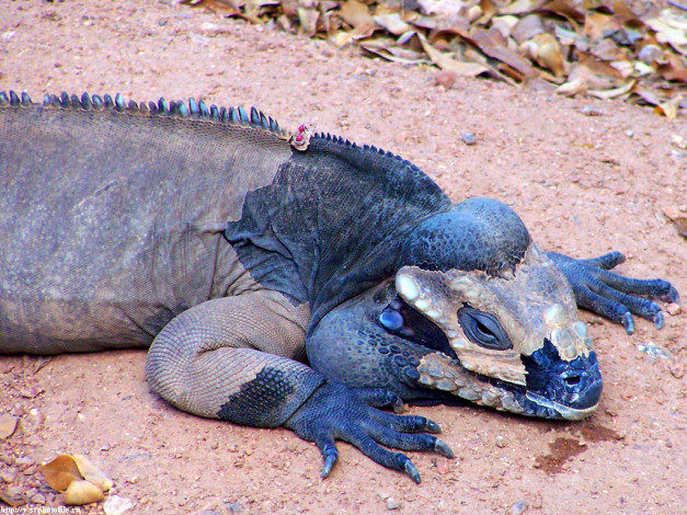 Обои картинки фото варан, линяет, прямом, смысле, животные, Ящерицы, игуаны, вараны