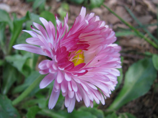 Картинка цветы астры