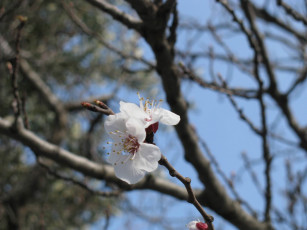 Картинка цветы цветущие деревья кустарники