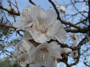 обоя цветы, цветущие, деревья, кустарники