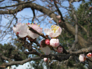 Картинка цветы цветущие деревья кустарники