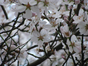 Картинка цветы цветущие деревья кустарники