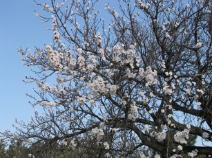 обоя цветы, цветущие, деревья, кустарники