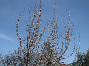 Картинка природа деревья