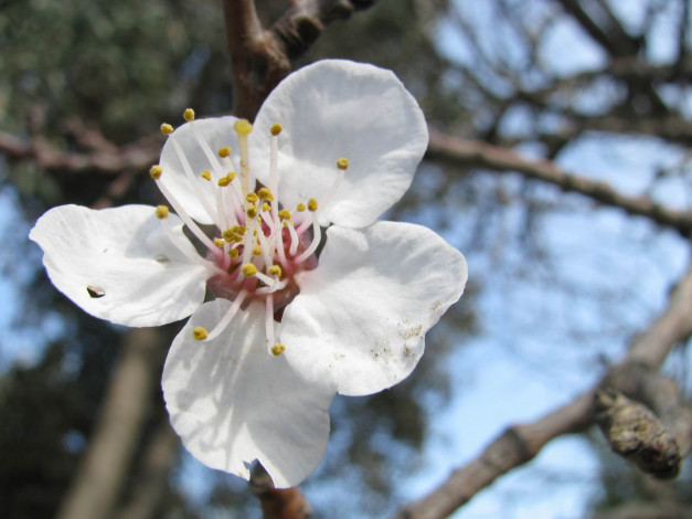 Обои картинки фото цветы, цветущие, деревья, кустарники