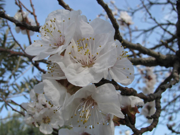 Обои картинки фото цветы, цветущие, деревья, кустарники