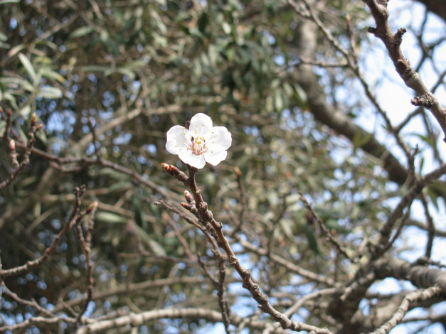 Обои картинки фото цветы, цветущие, деревья, кустарники