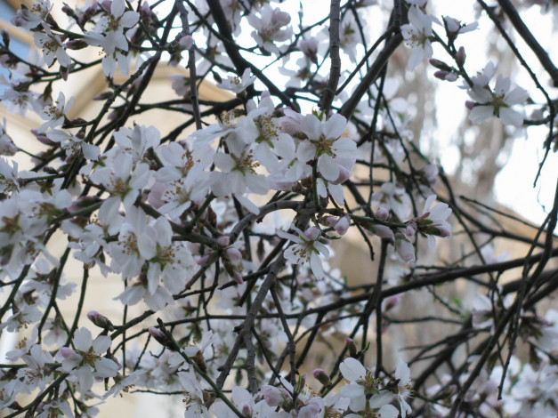 Обои картинки фото цветы, цветущие, деревья, кустарники