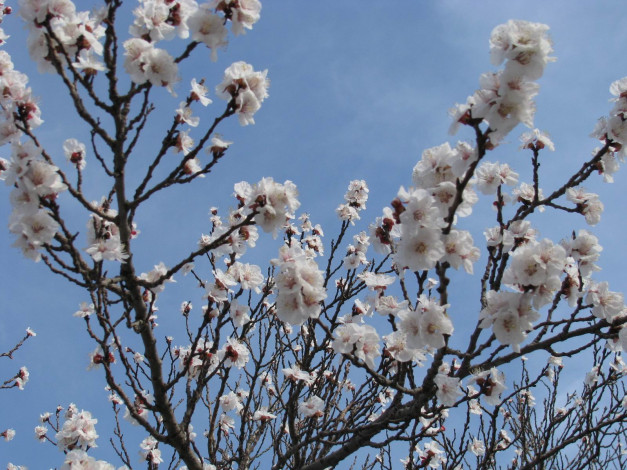 Обои картинки фото цветы, цветущие, деревья, кустарники