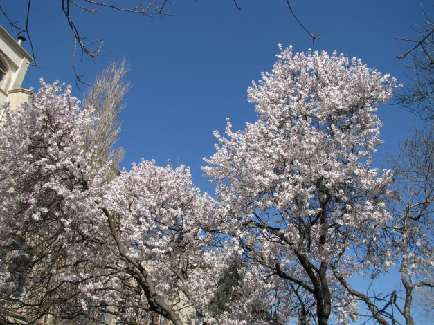 Обои картинки фото цветы, цветущие, деревья, кустарники