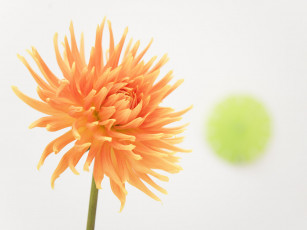 Картинка цветы георгины