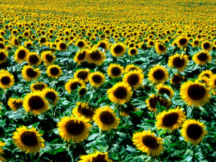 Картинка цветы подсолнухи