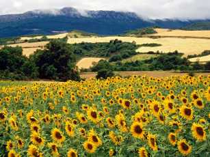 Картинка izki natural park бlava spain цветы подсолнухи