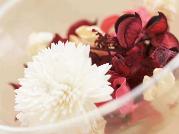 Обои картинки фото цветы, хризантемы