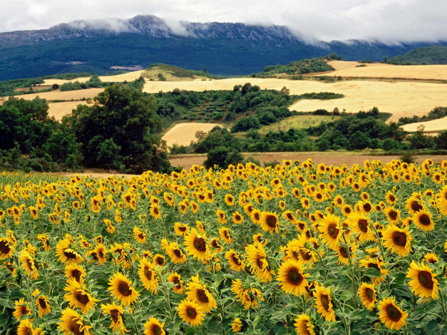 Обои картинки фото izki, natural, park, бlava, spain, цветы, подсолнухи