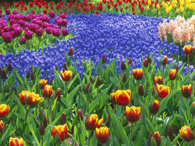 Обои картинки фото keukenhof, gardens, lisse, holland, цветы, разные, вместе