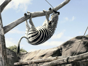 Картинка юмор приколы