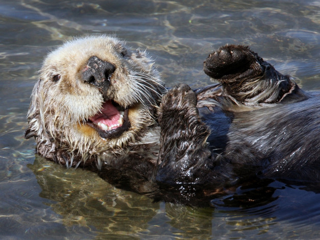 Обои картинки фото калан, животные, выдры, каланы, ондатры