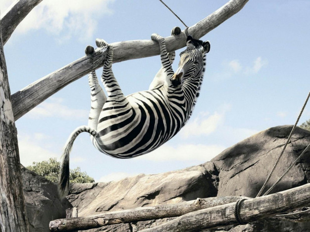 Обои картинки фото юмор, приколы