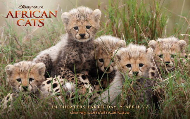 Обои картинки фото african, cats, кино, фильмы